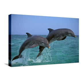 Beautiful Scenery of Two Jumping Dolphins on the Sea at Sunset 16x24 Canvas